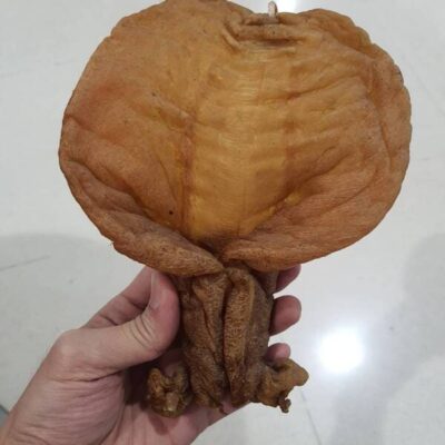 fish maw (23)