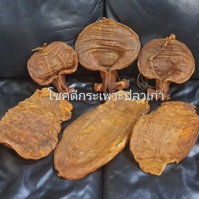 fish maw (29)