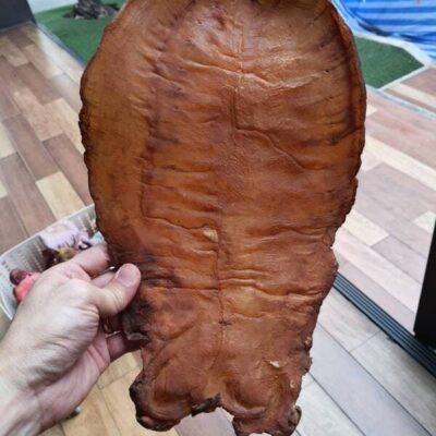 fish maw (30)