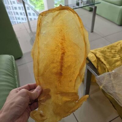 fish maw (33)