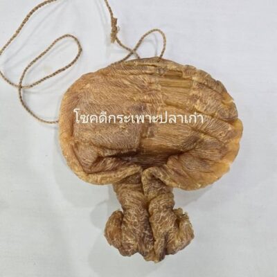 fish maw (4)