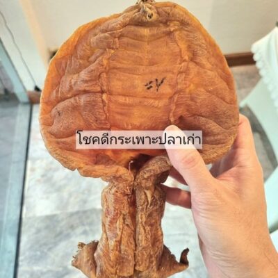 รับซื้อกระเพาะปลาเก่า เอาไปทําอะไร